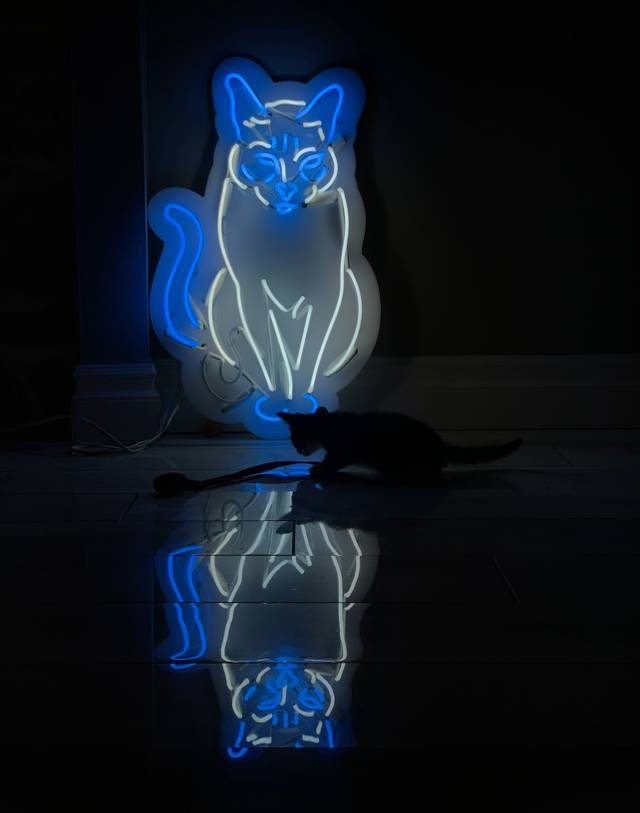 A neon sign of a little cat, in white and blue glass neon. A little kitten plays in front